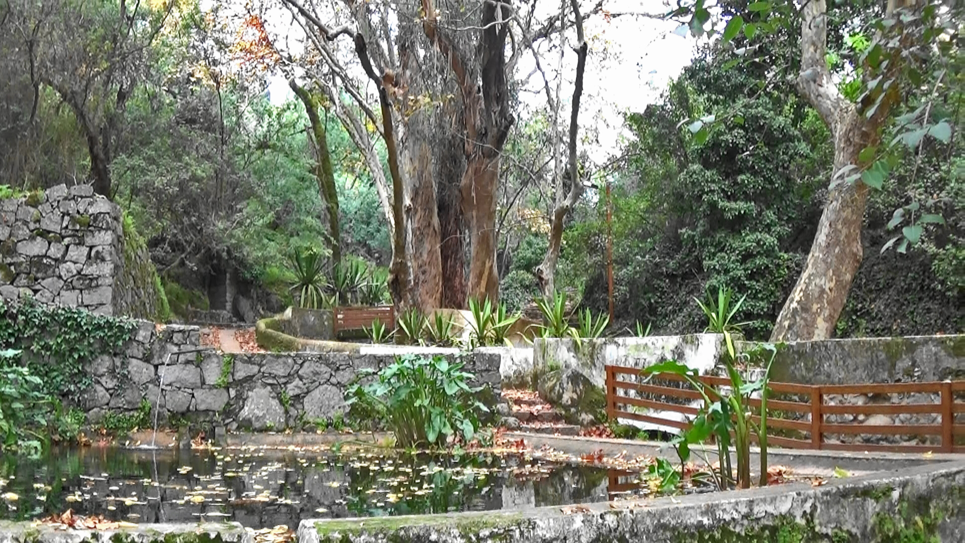 trees at Caldas de Monchique