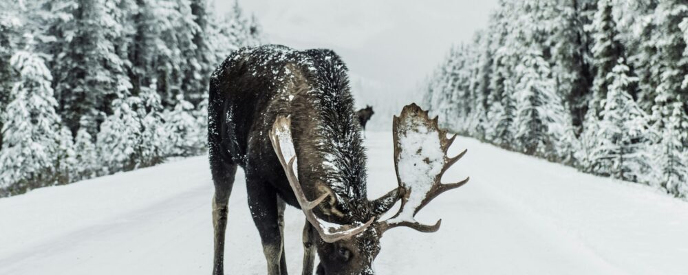 A very cold Moose in Canada thanks ivars-krutainis-XIqCrFOqf5A-unsplash